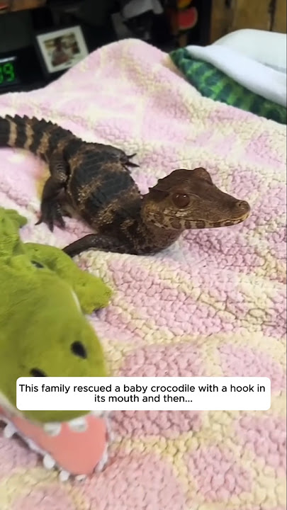 This family rescued a baby crocodile with a hook in its mouth and then...