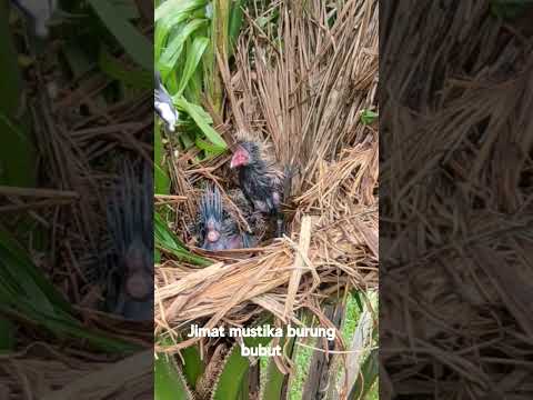 Jimat mustika burung bubut #burungbubut