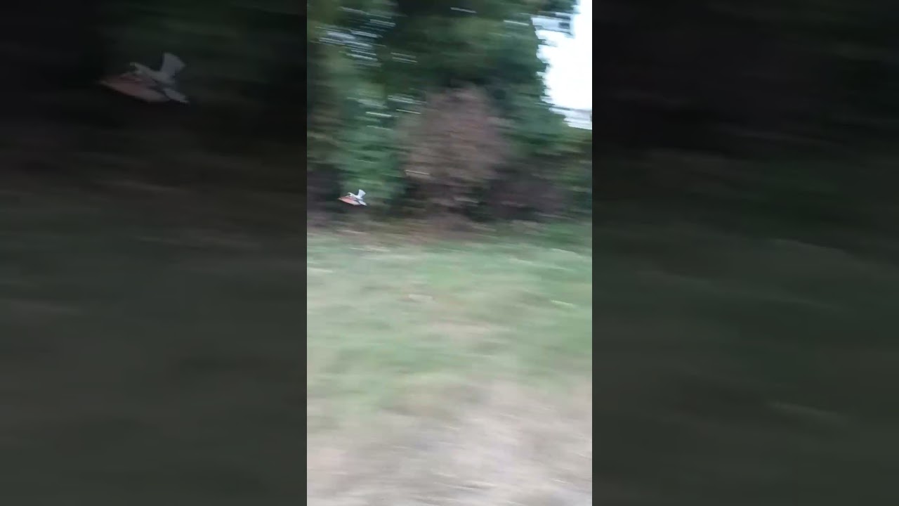 flying bird Eurasian hoopoe 🥰😘😘🥰🥰😘😘