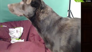 Twi̇tch Jahreinin Köpeği Alfred Best Skills & 2018 Hd 720P