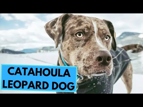 فيديو: Catahoula Leopard Dog Dog سلالة هيبوالرجينيك ، الصحة والحياة