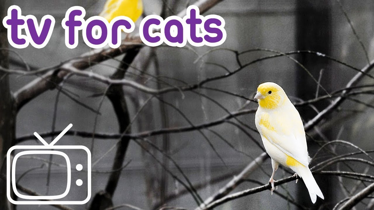 birds for cats perfect Cat Entertainment! - Tv for Cats and Kittens 🐱