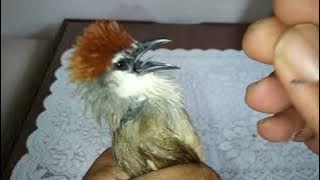 Cara Membedakan burung Kaso Kaso Jantan dan Betina||TEPUS GELAGAH