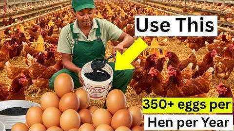 Kippen leggen NON-STOP en hoeven hun voer maar 1 WEEK per maand bij te voeren! Houtskoolformule