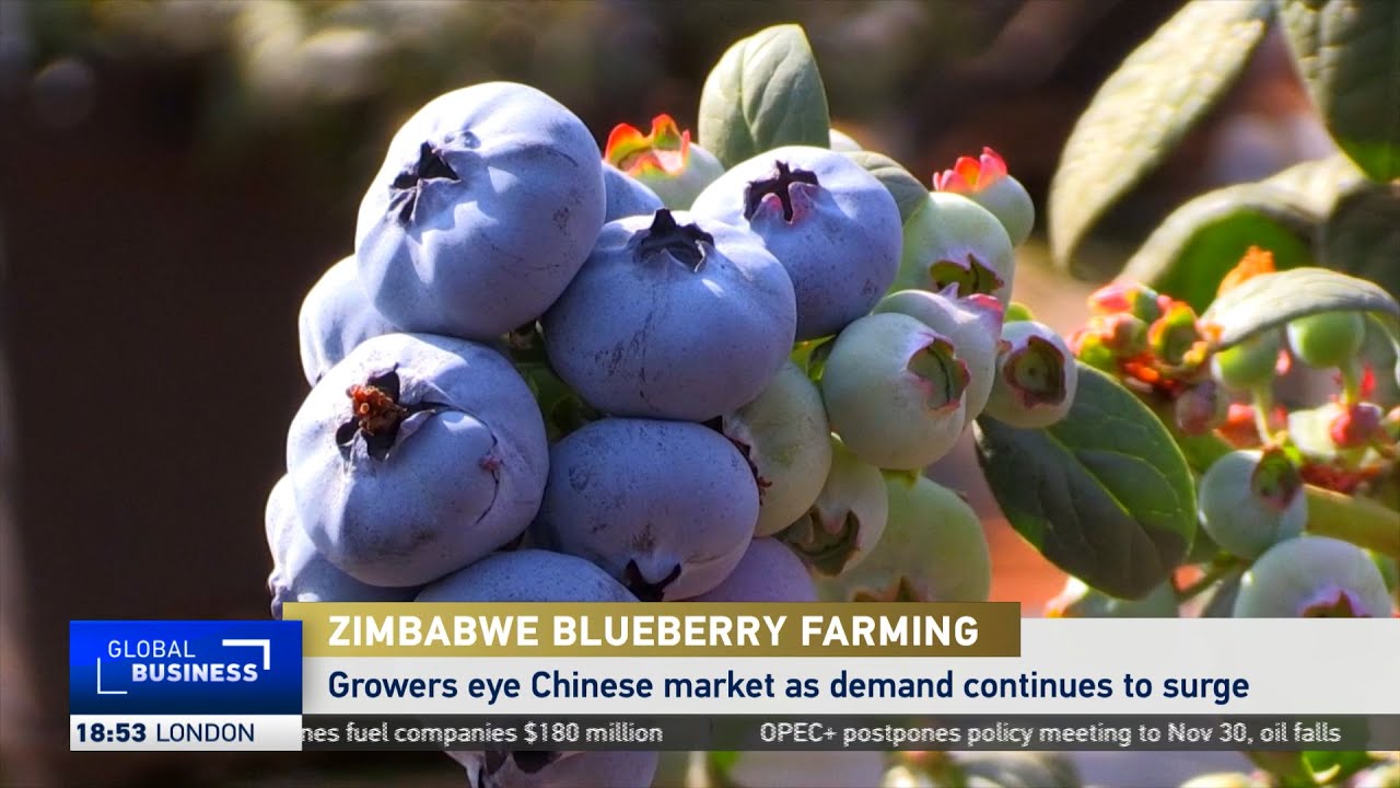 Zimbabwe blueberry growers eye Chinese market as demand surges
