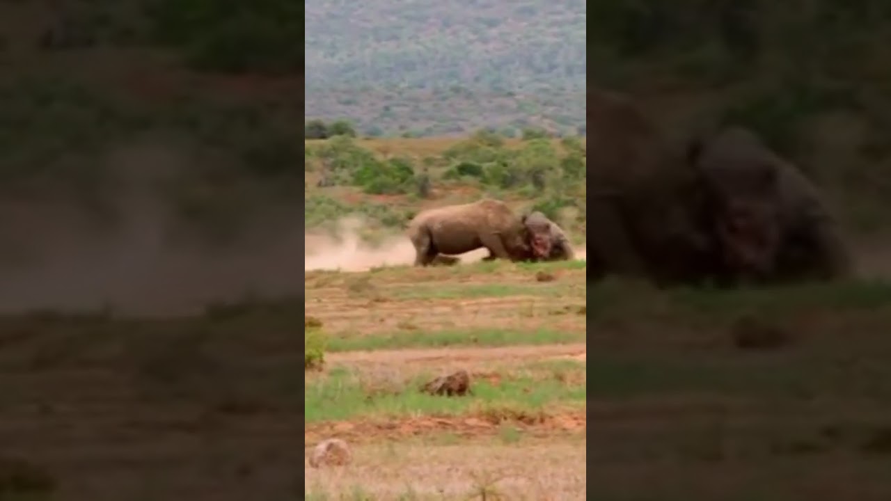 🦏 Two rhinos clash in a fierce battle for dominance raw power on display