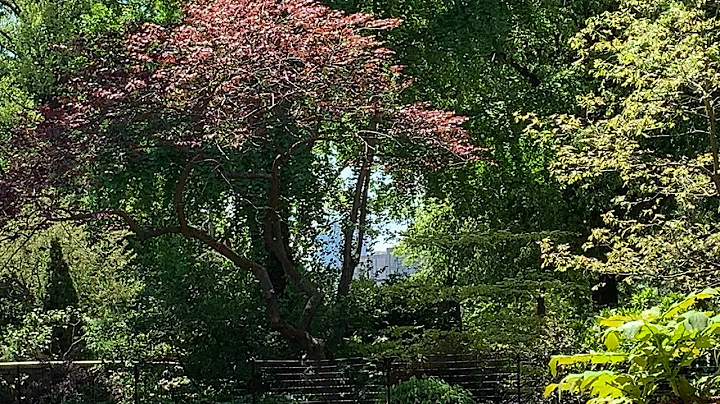 Perfect mid-May Spring day in NYC at Carl Schurz Park.