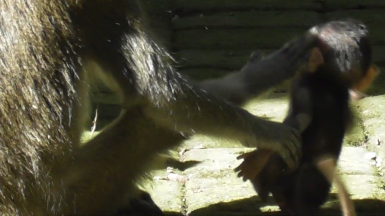 Мать и дочь дерутся из-за еды [Милая и очаровательная маленькая обезьянка] #TuabangMonkey