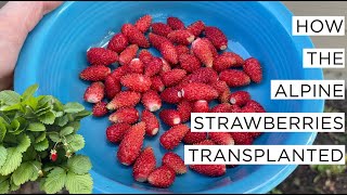 Results are IN!!  Transplant of Alpine Strawberry Plants! by The New Lighter Life 1,440 views 2 years ago 7 minutes, 9 seconds