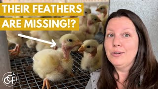 Trying a BRAND-NEW Meat Bird Breed Crossing Creeks Farm