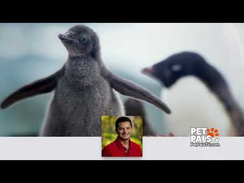 Video: Pet Scoop: Penguin Befolkning Telt Fra Space, Dog Braves Trafikk til opphold med Pal