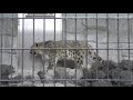 遊亀公園附属動物園のユキヒョウ　ミュウ（前編） の動画、YouTube動画。