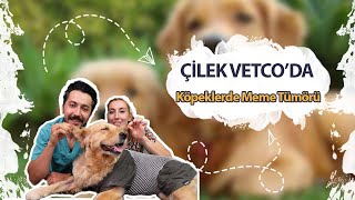 ÇİLEK VETCO'DA: Köpeklerde Meme Tümörü