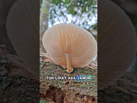 Jamur Telur Angsa