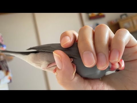 自分でいつもと反対向きに握られに来たのに、不服そうに通常の向きに戻る文鳥　java sparrow