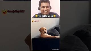 Simpoli 😂 #funnyvideo #comedy #animalmemes #cute #catshorts #reaction #memes #funnyanimals #pets