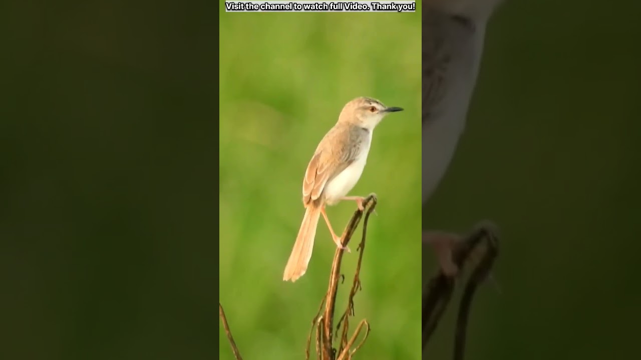 Plain Prinia
