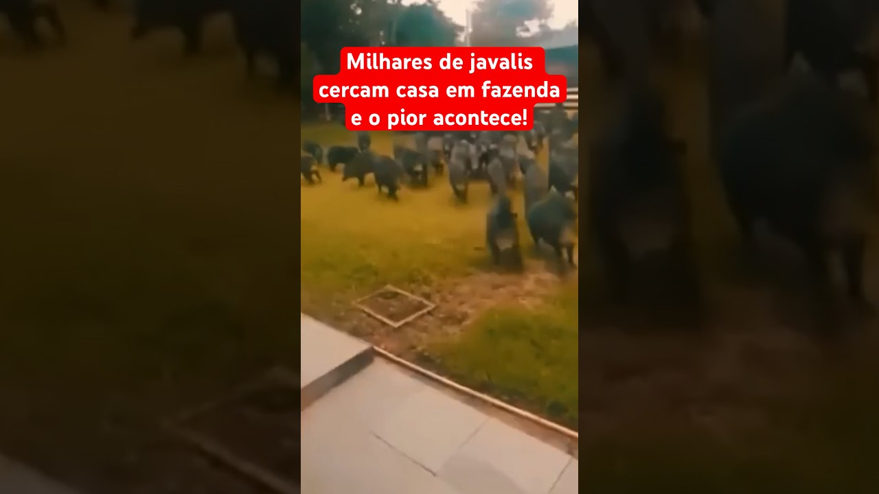 MILHARES DE JAVALIS CERCAM FAZENDA E O PIOR ACONTECE