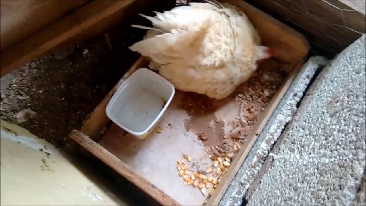 MINHA GALINHA CHOCA NO 7° DIA: