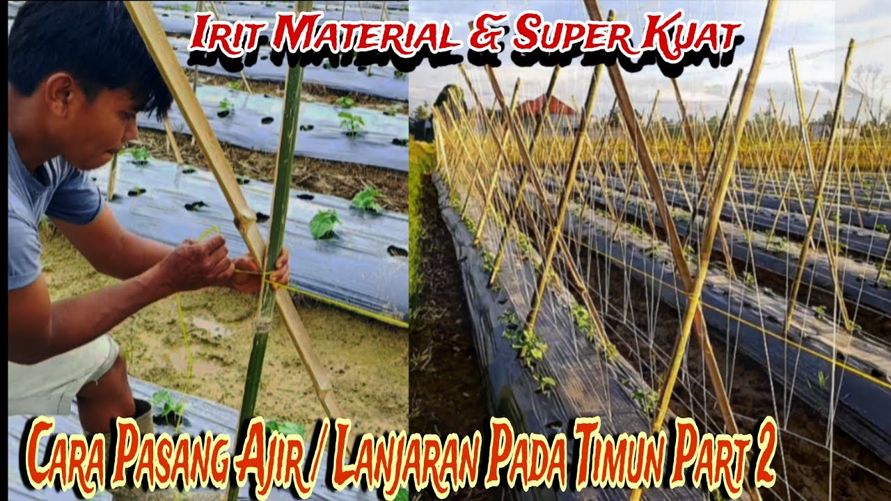 Cara Pasang Ajir Timun Supaya Irit Bambu dan Super Kuat Part 2