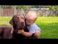 Pure love babys sweet labrador retriever hug