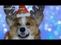 Tsujido station   long version gorowelsh corgi 