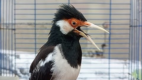 Pancingan Jalak Suren Gacor Full Isian Variasi - Masteran Suara Burung Jalak Gacor Full Isian Mewah