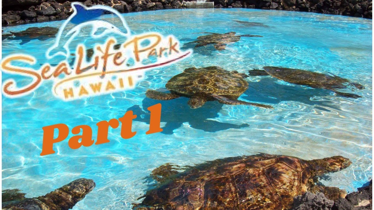 [4K] Sea Life Park - Hawaii Part 1