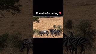 😎🖤🤍🖤🤍 #cool #zebra #afternoon #gathering #uganda #wildlife #nature #safari #africa