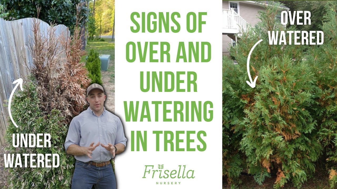 How Do You Know If Cedar is Overwatered: Signs to Watch For