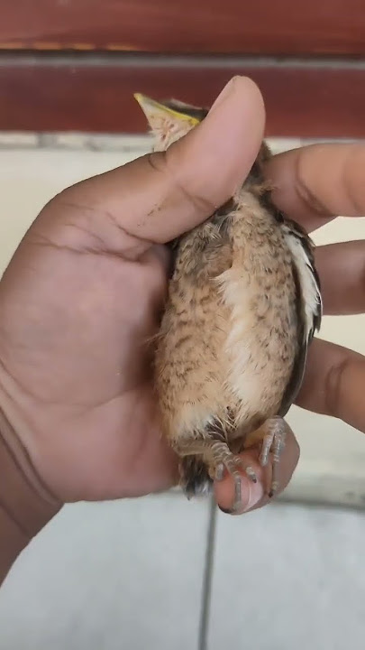 Ciri Anakan Cendet Kepala hitam full gondrong 100%