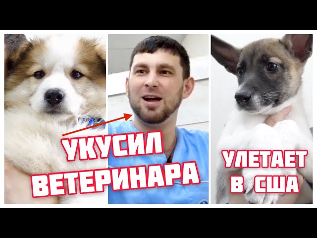 Осторожно! Много милых щенков в видео.