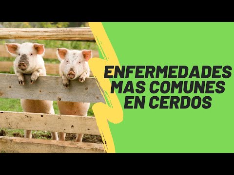 Video: Qué es venenoso para los cerdos: aprenda sobre las plantas que son tóxicas para los cerdos