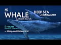5 hours of deep underwater whale sounds for sleep and relaxation  no music  ambient sounds