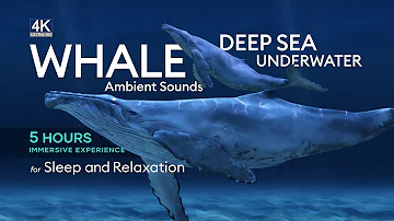 5 Hours of Deep Underwater Whale Sounds for Sleep and Relaxation - [NO MUSIC] - Ambient Sounds