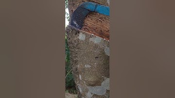 Wow 😲 beautiful tapping rubber tree ❤️🌳|| #rubbertree #satisfying #rubberfarming #rubberplant