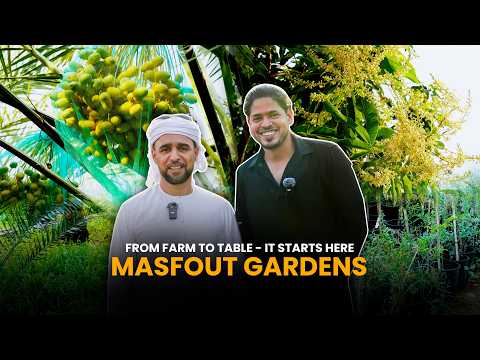 Third-Generation Farmer Growing Mangoes in the UAE's Hottest Climate — Masfout Gardens