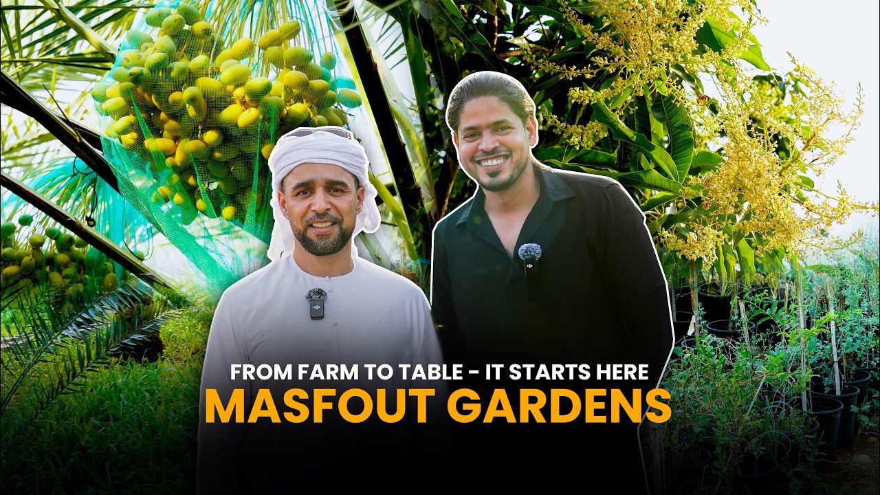 Third-generation farmer growing mangoes in the UAE's hottest climate