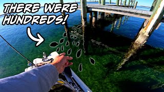 You WON'T BELIEVE where these fish are hiding! | SIGHT-FISHING Dock Structure for SHEEPSHEAD