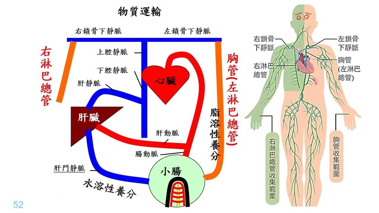 11202選修生物(三)2-1-19淋巴循環系統(趕課版)(二射)