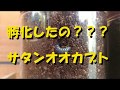 サタンオオカブト孵化したの 裏庭の小さな生きもの達の物語 29
