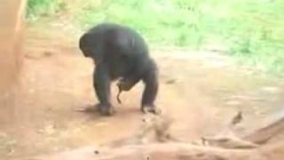 Monkey Violates Frogs Froghood Lol So Messed Up