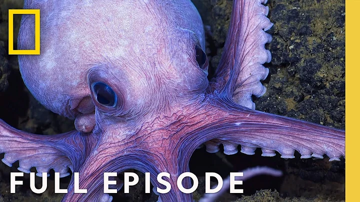 Octopus Social Life (Full Episode) | Secrets of the Octopus | National Geographic