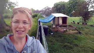 Jersey Giants get new poultry netting electric fence; RentACoop poultry netting fence install