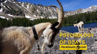 Psychology of Goats and How they Work