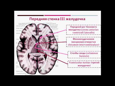 Видео: Где расположены третий и четвертый желудочки?