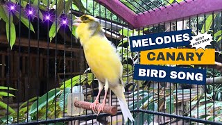 Melodies Canary Bird Song!! Russian Canary Singing