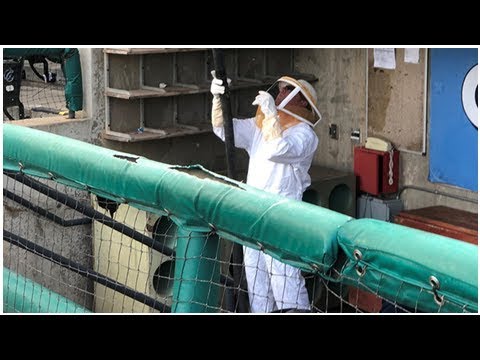 嗡嗡嗡！蜂窩霸佔休息室　太空人2A延後開打 | ETtoday運動雲