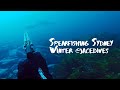 Spearfishing sydney  winter compilation