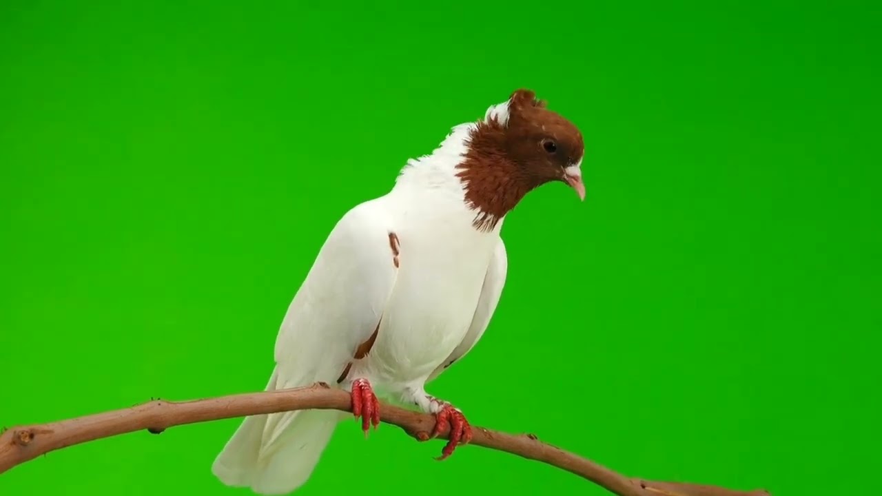 Pigeon green screen cartoon video || free copyright cartoon videos 